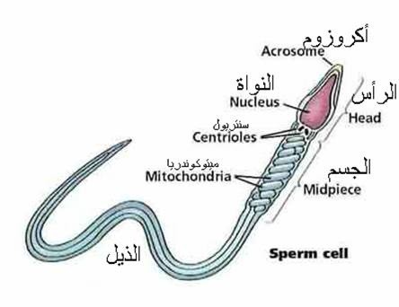 اضغط على الصورة لعرض أكبر. 

الإسم:	sperm cell.jpg 
مشاهدات:	549 
الحجم:	24.6 كيلوبايت 
الهوية:	830114