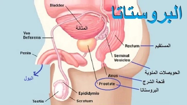 اضغط على الصورة لعرض أكبر. 

الإسم:	bladder prostate and sperm.jpg 
مشاهدات:	775 
الحجم:	46.7 كيلوبايت 
الهوية:	830116