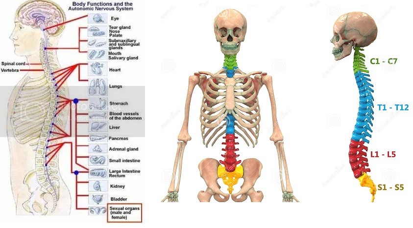 اضغط على الصورة لعرض أكبر. 

الإسم:	body skeleton.jpg 
مشاهدات:	752 
الحجم:	99.3 كيلوبايت 
الهوية:	830117