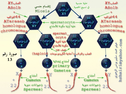 اضغط على الصورة لعرض أكبر.   الإسم:	مخطط تكوين الأم&amp;#1.jpg  مشاهدات:	1  الحجم:	97.1 كيلوبايت  الهوية:	736044