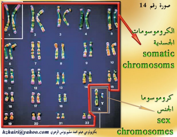 اضغط على الصورة لعرض أكبر.   الإسم:	الكروموسومات ا&amp;#16.jpg  مشاهدات:	1  الحجم:	91.1 كيلوبايت  الهوية:	736045
