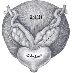 اضغط على الصورة لعرض أكبر. 

الإسم:	bladder prostate and sperm,.jpg 
مشاهدات:	417 
الحجم:	21.4 كيلوبايت 
الهوية:	830115