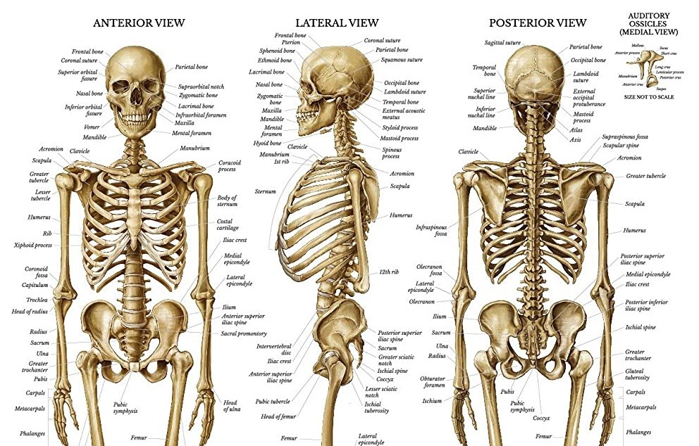 اضغط على الصورة لعرض أكبر. 

الإسم:	body skeleton1.jpg 
مشاهدات:	620 
الحجم:	220.4 كيلوبايت 
الهوية:	830118