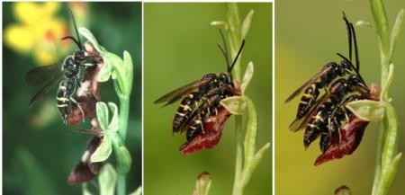 اضغط على الصورة لعرض أكبر. 

الإسم:	wasps-bee-orchid.jpg?w=450&amp;h=217.jpg 
مشاهدات:	44 
الحجم:	23.6 كيلوبايت 
الهوية:	832410