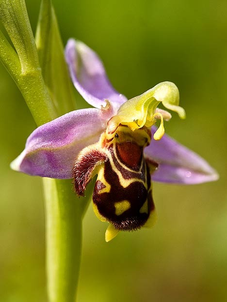 اضغط على الصورة لعرض أكبر. 

الإسم:	Bee_Orchid_Majella.jpg 
مشاهدات:	26 
الحجم:	47.4 كيلوبايت 
الهوية:	832416