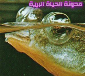 اضغط على الصورة لعرض أكبر.   الإسم:	image.png  مشاهدات:	0  الحجم:	175.3 كيلوبايت  الهوية:	837524