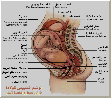 اضغط على الصورة لعرض أكبر.   الإسم:	image.png  مشاهدات:	0  الحجم:	143.0 كيلوبايت  الهوية:	837543