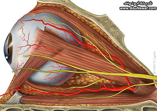 اضغط على الصورة لعرض أكبر.   الإسم:	image.png  مشاهدات:	0  الحجم:	376.3 كيلوبايت  الهوية:	837748