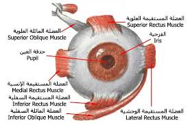 اضغط على الصورة لعرض أكبر.   الإسم:	image.png  مشاهدات:	0  الحجم:	77.4 كيلوبايت  الهوية:	837749