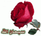 أم هبة الرحمن