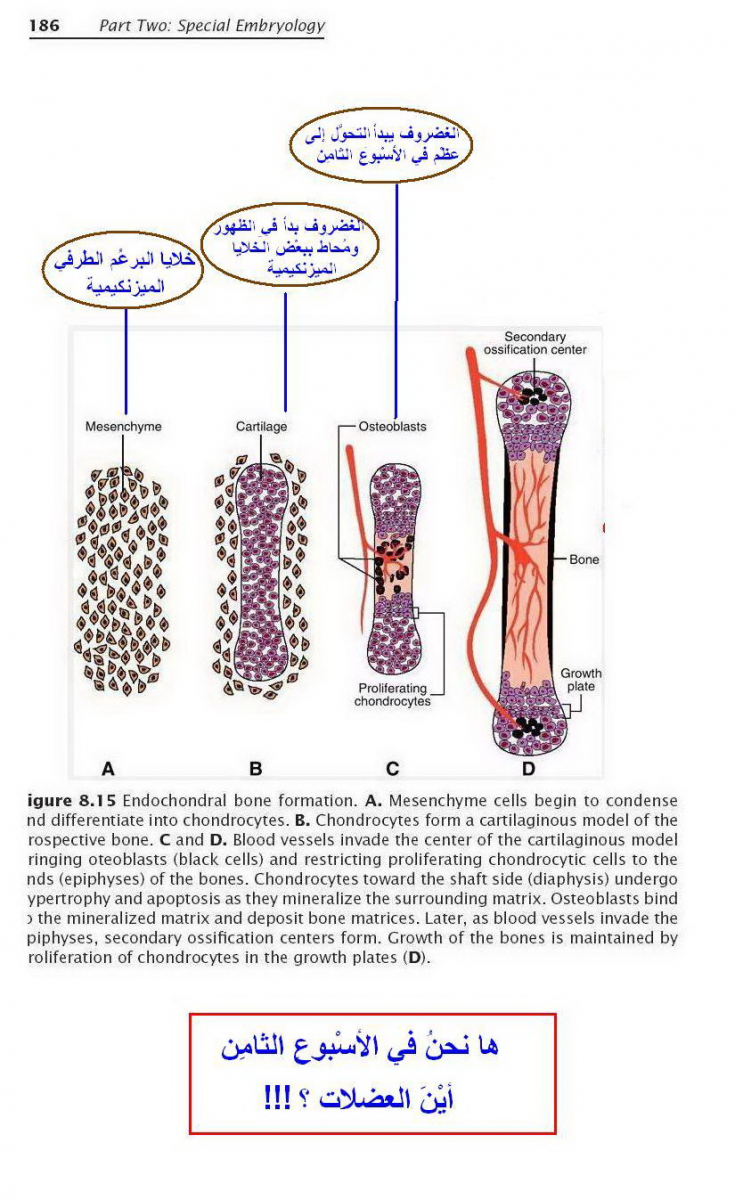 اضغط على الصورة لعرض أكبر.   الإسم:	image.png  مشاهدات:	85  الحجم:	922.7 كيلوبايت  الهوية:	805424
