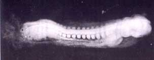 اضغط على الصورة لعرض أكبر. 

الإسم:	image.png 
مشاهدات:	53 
الحجم:	34.5 كيلوبايت 
الهوية:	812199