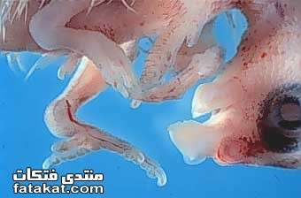 اضغط على الصورة لعرض أكبر. 

الإسم:	image.png 
مشاهدات:	72 
الحجم:	132.0 كيلوبايت 
الهوية:	812227