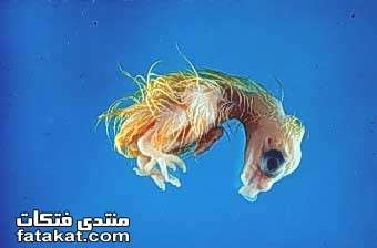 اضغط على الصورة لعرض أكبر. 

الإسم:	image.png 
مشاهدات:	53 
الحجم:	83.8 كيلوبايت 
الهوية:	812228