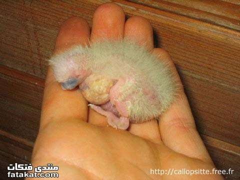 اضغط على الصورة لعرض أكبر. 

الإسم:	image.png 
مشاهدات:	68 
الحجم:	288.4 كيلوبايت 
الهوية:	812231