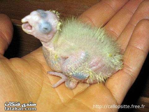 اضغط على الصورة لعرض أكبر. 

الإسم:	image.png 
مشاهدات:	64 
الحجم:	302.1 كيلوبايت 
الهوية:	812232
