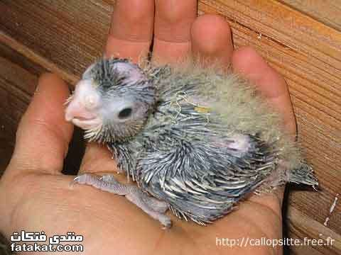 اضغط على الصورة لعرض أكبر. 

الإسم:	image.png 
مشاهدات:	63 
الحجم:	293.3 كيلوبايت 
الهوية:	812234