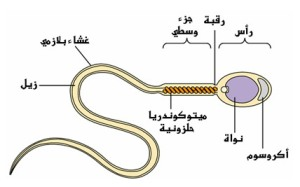اضغط على الصورة لعرض أكبر.   الإسم:	image.png  مشاهدات:	12  الحجم:	46.9 كيلوبايت  الهوية:	812251