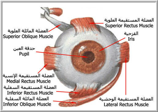 اضغط على الصورة لعرض أكبر. 

الإسم:	image.png 
مشاهدات:	97 
الحجم:	222.2 كيلوبايت 
الهوية:	823907
