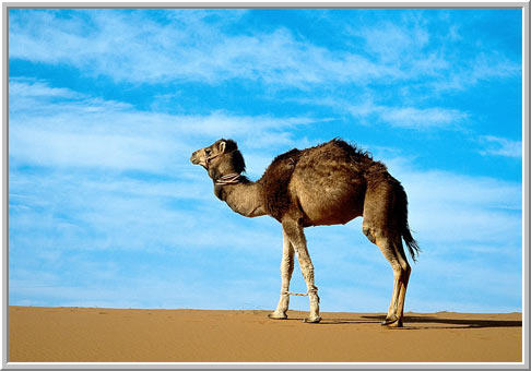 اضغط على الصورة لعرض أكبر. 

الإسم:	image.png 
مشاهدات:	67 
الحجم:	238.9 كيلوبايت 
الهوية:	823915