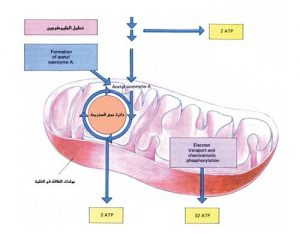 اضغط على الصورة لعرض أكبر. 

الإسم:	image.png 
مشاهدات:	34 
الحجم:	77.9 كيلوبايت 
الهوية:	828875