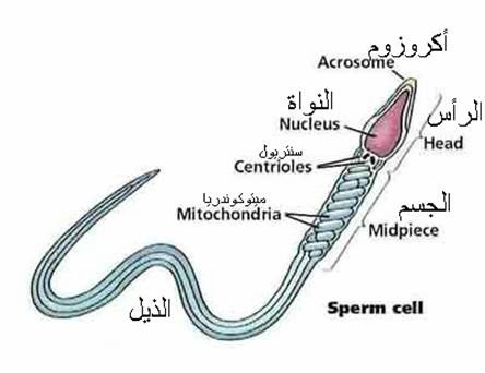 اضغط على الصورة لعرض أكبر. 

الإسم:	sperm cell.jpg 
مشاهدات:	879 
الحجم:	24.6 كيلوبايت 
الهوية:	830114