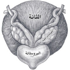 اضغط على الصورة لعرض أكبر. 

الإسم:	bladder prostate and sperm,.jpg 
مشاهدات:	812 
الحجم:	21.4 كيلوبايت 
الهوية:	830115