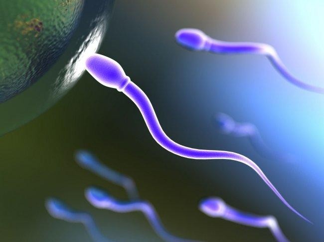 اضغط على الصورة لعرض أكبر. 

الإسم:	espermatozoide-ovulo1_650.jpg 
مشاهدات:	47 
الحجم:	35.6 كيلوبايت 
الهوية:	832428