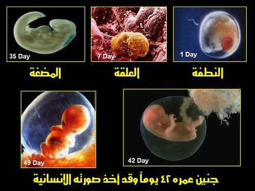 اضغط على الصورة لعرض أكبر. 

الإسم:	embryo_human_001.jpg 
مشاهدات:	15 
الحجم:	51.1 كيلوبايت 
الهوية:	843453