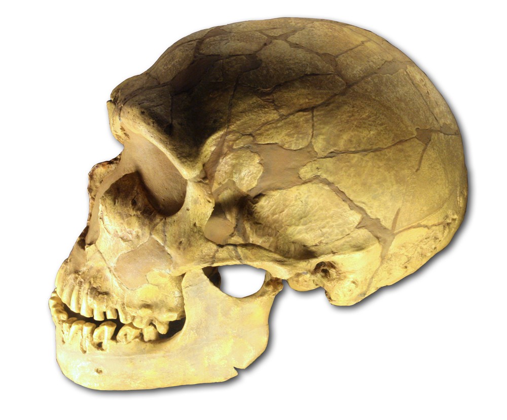 اضغط على الصورة لعرض أكبر. 

الإسم:	Ferrassie_skull.jpg.jpg 
مشاهدات:	37 
الحجم:	136.5 كيلوبايت 
الهوية:	832470