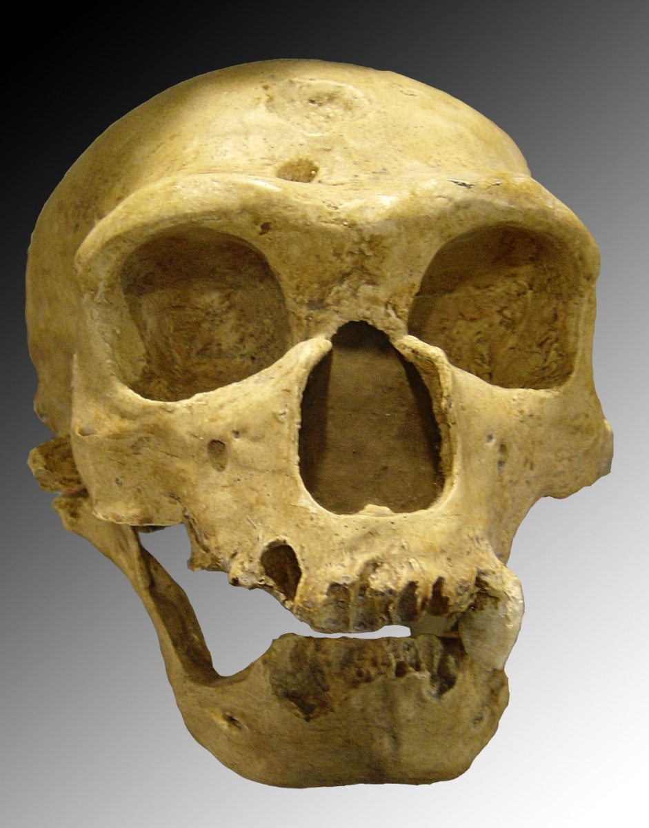 اضغط على الصورة لعرض أكبر. 

الإسم:	Homo_sapiens_neanderthalensis.jpg.jpg 
مشاهدات:	36 
الحجم:	282.2 كيلوبايت 
الهوية:	832471