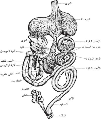 اضغط على الصورة لعرض أكبر. 

الإسم:	image.png 
مشاهدات:	174 
الحجم:	214.4 كيلوبايت 
الهوية:	837471
