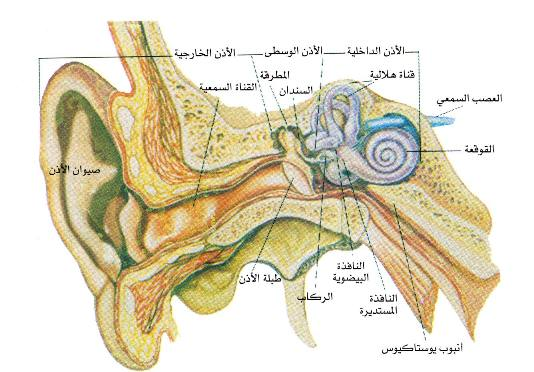 اضغط على الصورة لعرض أكبر. 

الإسم:	image.png 
مشاهدات:	204 
الحجم:	306.1 كيلوبايت 
الهوية:	837504