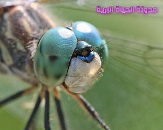 اضغط على الصورة لعرض أكبر.   الإسم:	image.png  مشاهدات:	0  الحجم:	168.0 كيلوبايت  الهوية:	837521