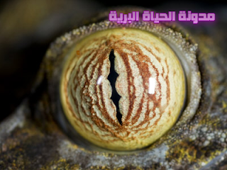 اضغط على الصورة لعرض أكبر.   الإسم:	image.png  مشاهدات:	0  الحجم:	147.9 كيلوبايت  الهوية:	837522
