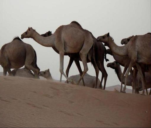 اضغط على الصورة لعرض أكبر.   الإسم:	image.png  مشاهدات:	1  الحجم:	198.7 كيلوبايت  الهوية:	837591