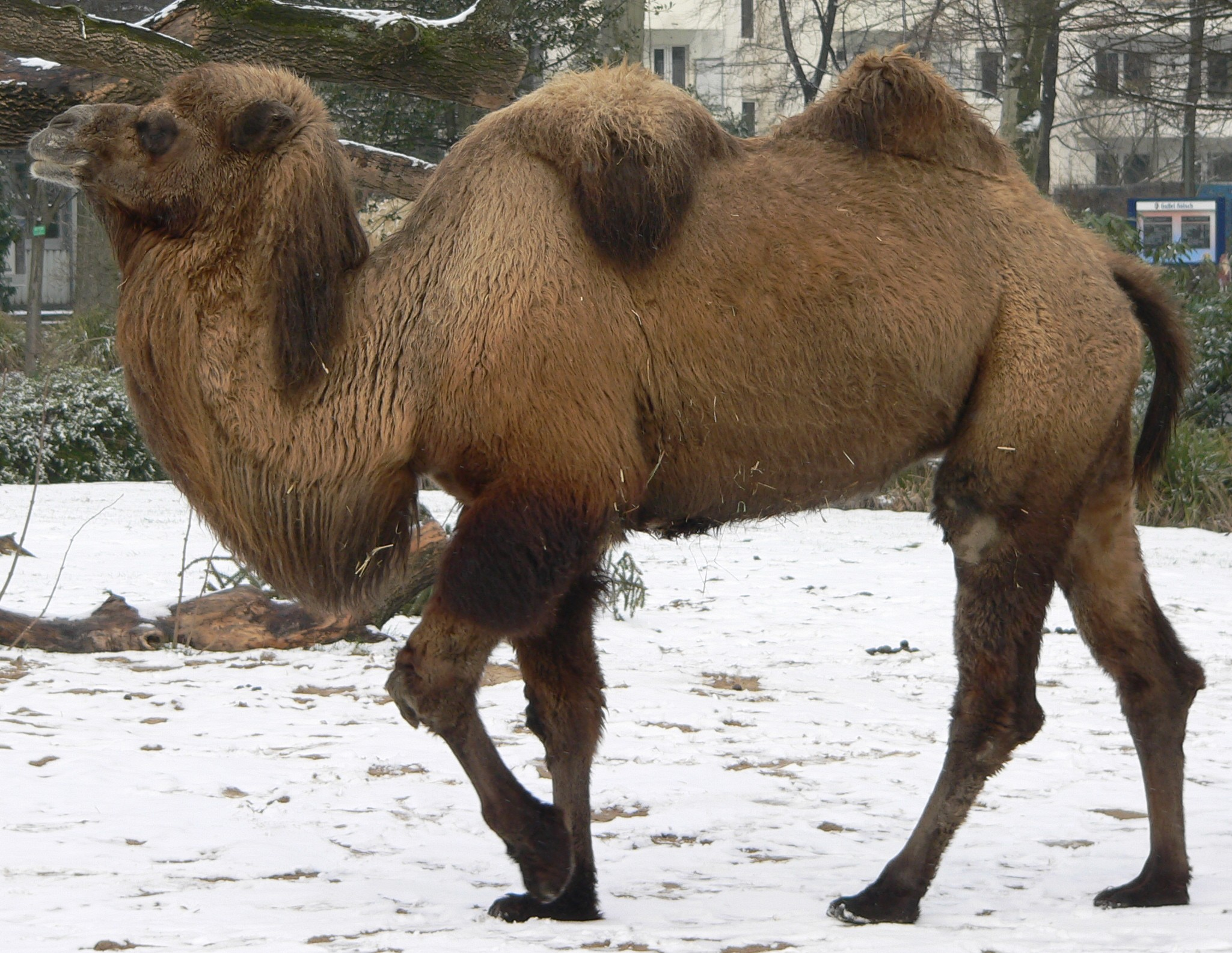 اضغط على الصورة لعرض أكبر.   الإسم:	image.png  مشاهدات:	1  الحجم:	4.61 ميجابايت  الهوية:	837605