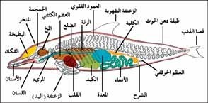 اضغط على الصورة لعرض أكبر.   الإسم:	image.png  مشاهدات:	0  الحجم:	65.3 كيلوبايت  الهوية:	837621