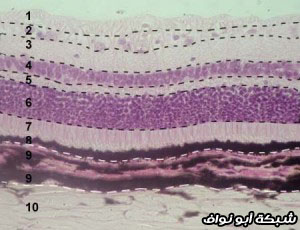 اضغط على الصورة لعرض أكبر.   الإسم:	image.png  مشاهدات:	0  الحجم:	127.8 كيلوبايت  الهوية:	837752