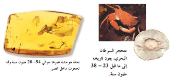 اضغط على الصورة لعرض أكبر.   الإسم:	image.png  مشاهدات:	155  الحجم:	166.2 كيلوبايت  الهوية:	837791