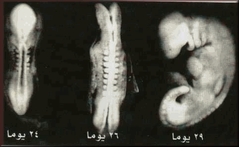 شاهد بالصور شكل المضغة و هو ما أكدته حقائق علم الأجنة فى أن التخليق يبدأ من أول الأسبوع الرابع وينتهى قبيل الأسبوع السادس و عليه يكون إكتمال جميع الأطوار الثلاثة الأولى فى الأربعين يوماً الأولى من عمر الجنين