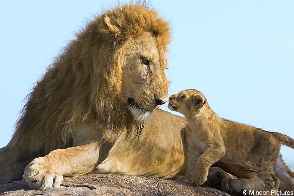 اضغط على الصورة لعرض أكبر. 

الإسم:	lionkingDM1807_600x400.jpg 
مشاهدات:	10 
الحجم:	62.1 كيلوبايت 
الهوية:	844162