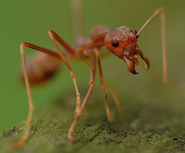 اضغط على الصورة لعرض أكبر. 

الإسم:	1209884350ant_sound_01.jpg 
مشاهدات:	22 
الحجم:	37.1 كيلوبايت 
الهوية:	844590