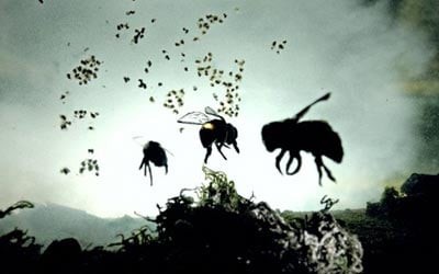 اضغط على الصورة لعرض أكبر. 

الإسم:	honey_bees100.jpg 
مشاهدات:	92 
الحجم:	21.7 كيلوبايت 
الهوية:	845144