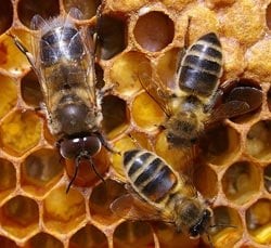 اضغط على الصورة لعرض أكبر. 

الإسم:	honey_bees200.jpg 
مشاهدات:	36 
الحجم:	24.0 كيلوبايت 
الهوية:	845153