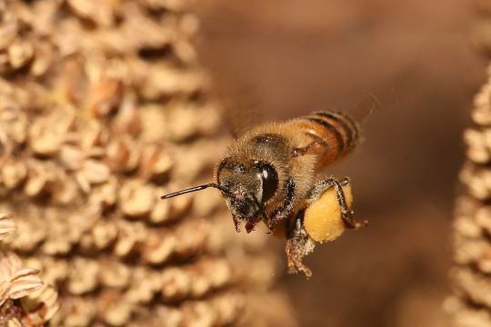 اضغط على الصورة لعرض أكبر. 

الإسم:	800px-Apis_mellifera_flying1.jpg 
مشاهدات:	33 
الحجم:	31.6 كيلوبايت 
الهوية:	845154