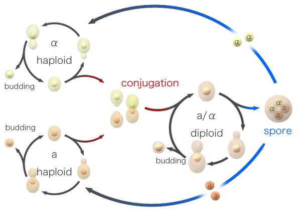 اضغط على الصورة لعرض أكبر. 

الإسم:	Budding_yeast_Lifecycle.png 
مشاهدات:	48 
الحجم:	81.5 كيلوبايت 
الهوية:	846121