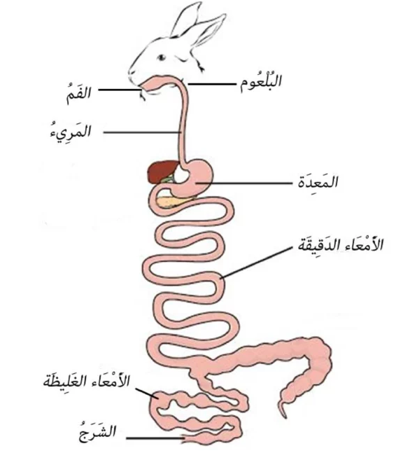 اضغط على الصورة لعرض أكبر. 

الإسم:	image.png 
مشاهدات:	498 
الحجم:	179.2 كيلوبايت 
الهوية:	846463