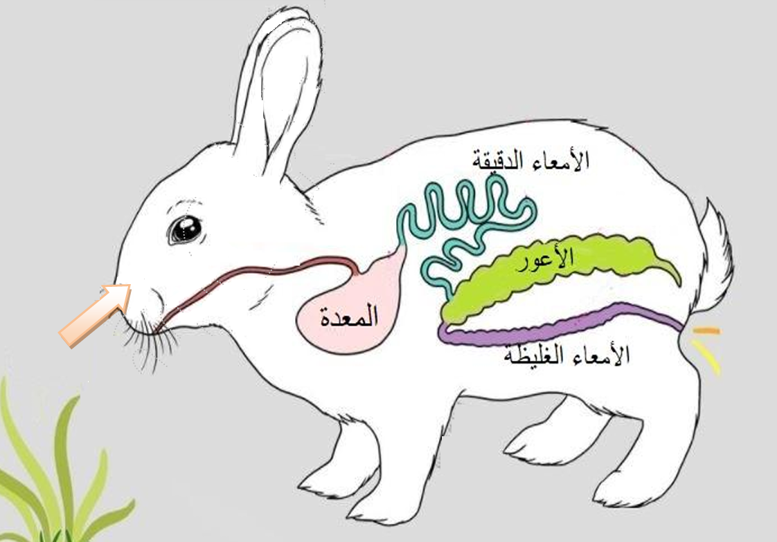 اضغط على الصورة لعرض أكبر. 

الإسم:	image.png 
مشاهدات:	3155 
الحجم:	496.5 كيلوبايت 
الهوية:	846466