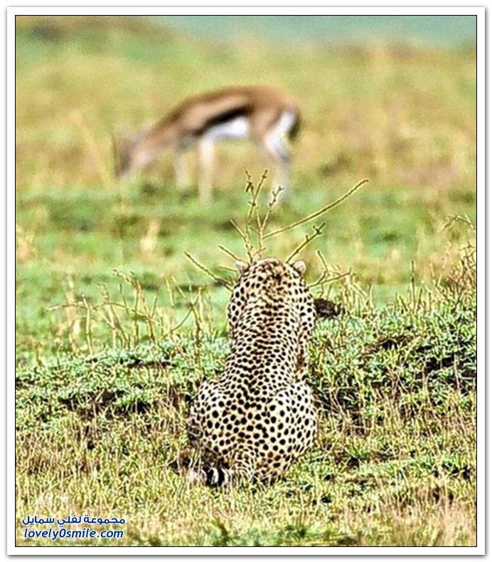 اضغط على الصورة لعرض أكبر. 

الإسم:	hunt-01.jpg 
مشاهدات:	29 
الحجم:	170.5 كيلوبايت 
الهوية:	846767